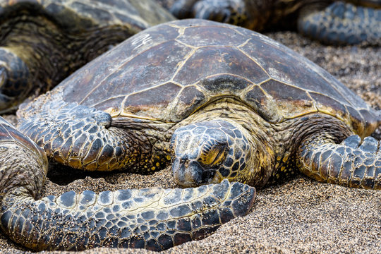 Close up of Hawaiian Green Sea Turtle pulled up out of the Pacific Ocean resting on a sandy beach in Kaloko-HonoKohau National Park, Hawaii
