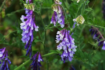 Hairy vetch / Vicia villosa