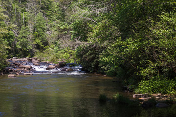 Stormy mountain river in the forest on a summer sunny day