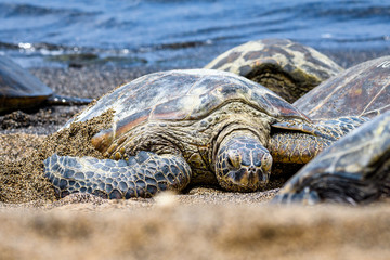 Hawaiian Green Sea Turtles pulled up out of the Pacific Ocean resting on a sandy beach in Kaloko-HonoKohau National Park, Hawaii
