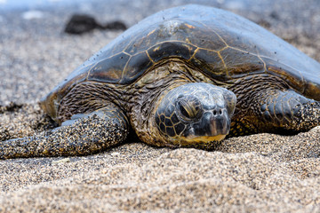 Close up of Hawaiian Green Sea Turtle pulled up out of the Pacific Ocean resting on a sandy beach in Kaloko-HonoKohau National Park, Hawaii
