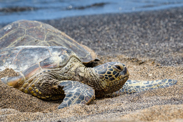 Close up of Hawaiian Green Sea Turtle pulled up out of the Pacific Ocean resting on a sandy beach in Kaloko-HonoKohau National Park, Hawaii
