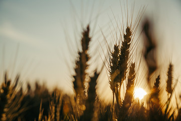 Filed of wheat in sunset
