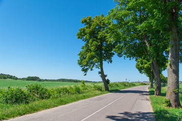 country road among the green meadow