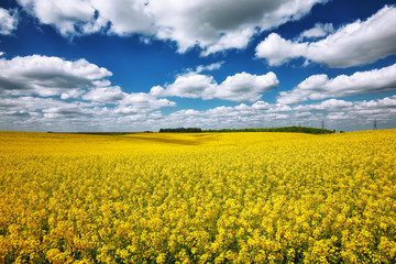 Flowering field of colza outdoors in spring