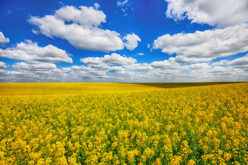 Fototapeta premium Flowering field of colza outdoors in spring