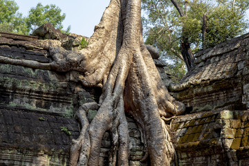 Ancient ruin of Ta Prohm temple, Angkor Wat complex, Siem Reap, Cambodia. Tree roots in temple ruin.