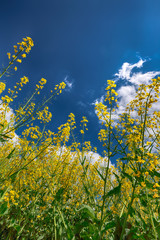 Flowering field of colza outdoors in spring.
