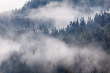 Nebbia del mattino in autunno, foschia tra i larici, Trentino, Italia