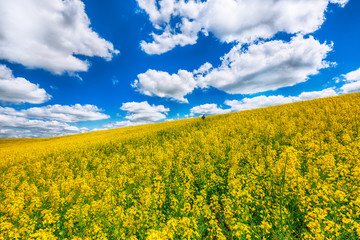 Flowering field of colza outdoors in spring