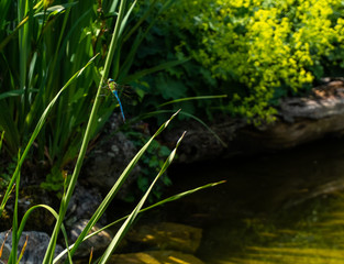 Libelle sitzt auf Grashalm an einem Teich