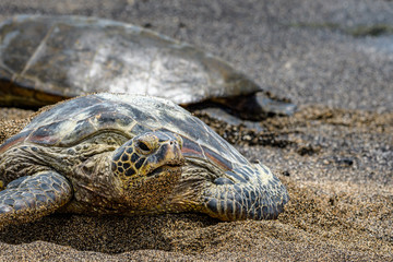 Hawaiian Green Sea Turtles pulled up out of the Pacific Ocean resting on a sandy beach in Kaloko-HonoKohau National Park, Hawaii
