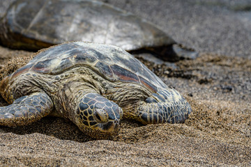 Hawaiian Green Sea Turtles pulled up out of the Pacific Ocean resting on a sandy beach in Kaloko-HonoKohau National Park, Hawaii
