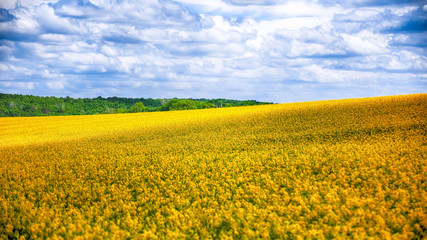Obraz premium Flowering field of colza outdoors in spring