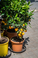 Mandarin tree in a flower pot.