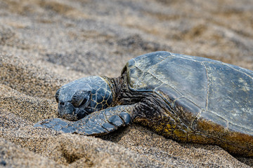 Close up of Hawaiian Green Sea Turtle pulled up out of the Pacific Ocean resting on a sandy beach in Kaloko-HonoKohau National Park, Hawaii
