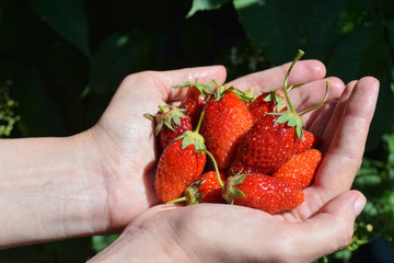 Ripe strawberries in hands closeup, harvesting strawberries
