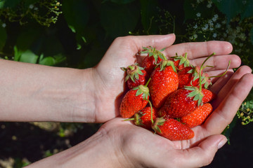 Ripe, juicy strawberry in hand close - up, strawberry harvest