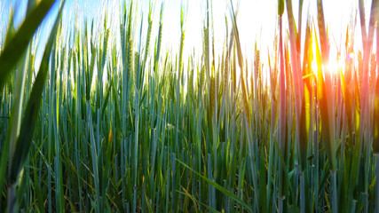 Green wheat field with sunset in background
