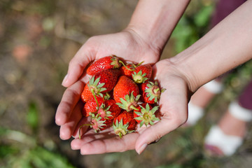 girl holding a ripe strawberry, strawberry harvest