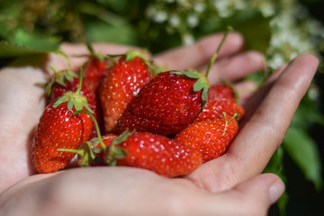 girl holding a ripe strawberry, strawberry closeup