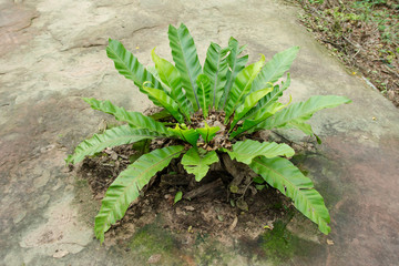 Bird’s nest fern, Asplenium nidus tree