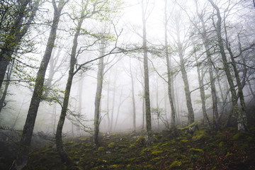 Bosque con niebla misteriosa en Asturias