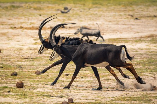 Sable antelopes at Bwabwata N.P. Namibia