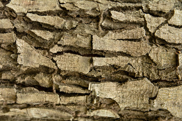 Tree bark texture background.