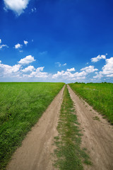 Summer landscape with green grass