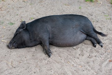 Schwarzes Minischwein, H&auml;ngebauchschwein, schl&auml;ft gl&uuml;cklich im Sand, Mecklenburg-Vorpommern, Deutschland, Europa