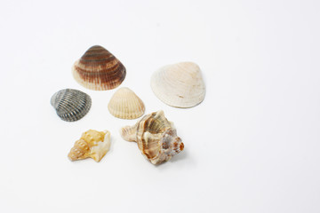 Shell on white background