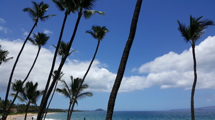 Hawaii Outdoors with palm trees. - 207986900
