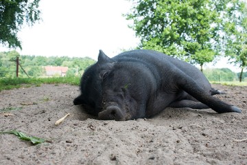 Schwarzes Minischwein, Hängebauchschwein, schläft glücklich im Sand, Mecklenburg-Vorpommern, Deutschland, Europa