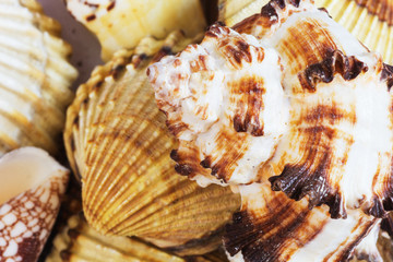 Sea shells collection