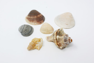 Shell on white background