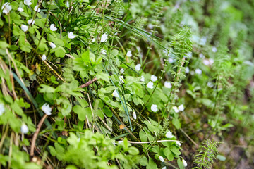 White flowers. Flowering green wild plants in the spring forest