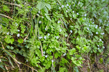 White flowers. Flowering green wild plants in the spring forest