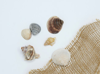 Shell on white background