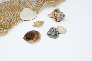 Shell on white background