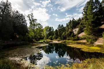 Flock of sheep grazing in a meadow