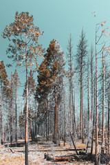 Fototapeta premium Kings Canyon National Park California