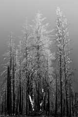 Kings Canyon National Park California