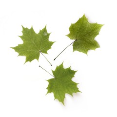 Green leaves on a isolated white background