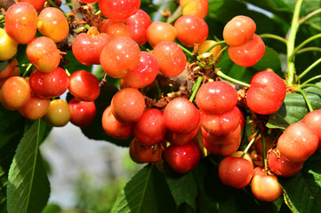 The ripe cherries are on the tree