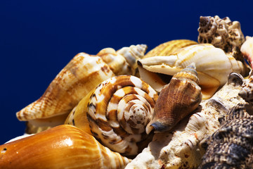 Sea shells collection
