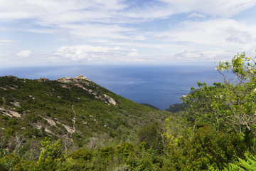 Fototapeta na wymiar Wald auf Elba