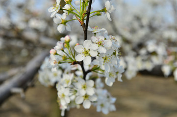 Fototapeta premium Pear flower in full bloom in spring