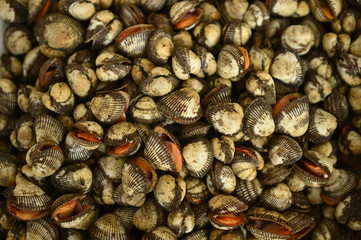 Shellfish Marine animals