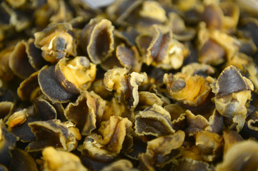 Shellfish Marine animals